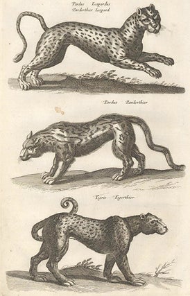 ab. LIII. Pardus, Leopardus, Parderthier, Leopard; Pardis, Parderthier [leopard]; Tigris, Tigerthier [tiger]. Historia Naturalis, De Quadrupedibus.