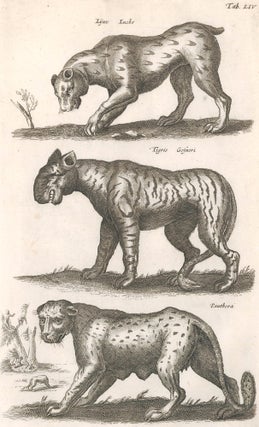 Item nr. 155690 Tab. LIV. Lynx, Luchs [lynx]; Tigris Gesneri [tiger]; Panthera [panther]....