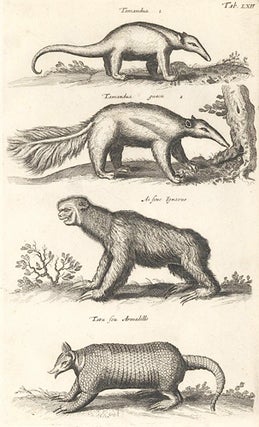 Item nr. 155698 Tab. LXII. Tamandua [lesser anteater]; Tamandua guacu [Giant anteater]; Ai seue...