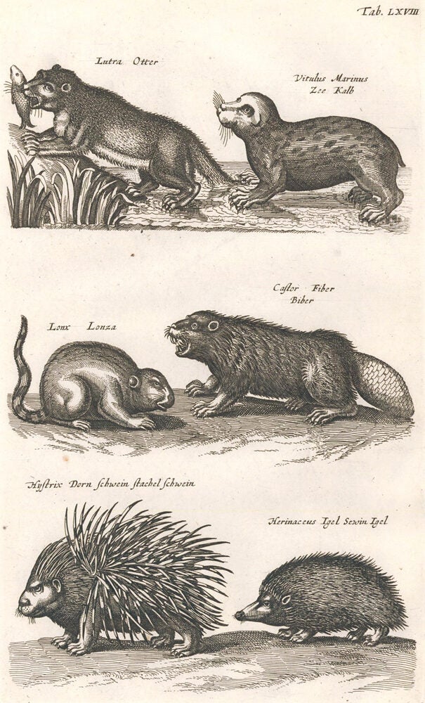 Tab. LXVIII. Lutra, Otter; Vitulus Marinus, Zee Kalb seal ; Lonx, Lonza ...