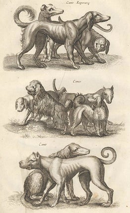 Item nr. 155709 Tab. LXIX. Canis Leporariae [Greyhound]; Canes [dogs]; Canis [dog]. Historia...
