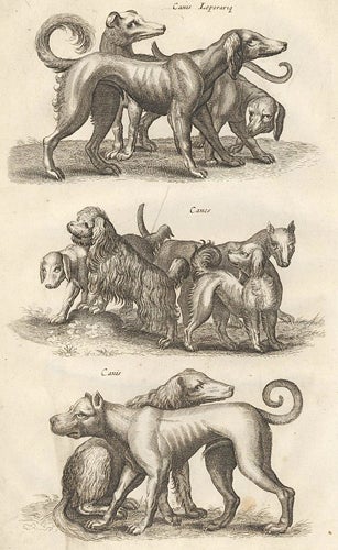 Item nr. 155709 Tab. LXIX. Canis Leporariae [Greyhound]; Canes [dogs]; Canis [dog]. Historia Naturalis, De Quadrupedibus. Johann Jonston.
