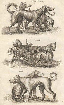 Tab. LXIX. Canis Leporariae [Greyhound]; Canes [dogs]; Canis [dog]. Historia Naturalis, De Quadrupedibus.