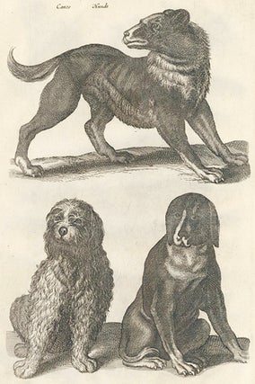 Item nr. 155710 Tab. LXX. Canes, Hunde [dogs]. Historia Naturalis, De Quadrupedibus. Johann Jonston