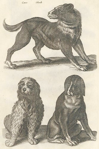 Item nr. 155710 Tab. LXX. Canes, Hunde [dogs]. Historia Naturalis, De Quadrupedibus. Johann Jonston.