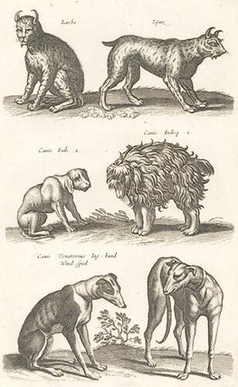 Item nr. 155711 Tab. LXXI. Luchs, Lynx; Canis Venatorius, Jaghund, Windspiel [hunting dog...