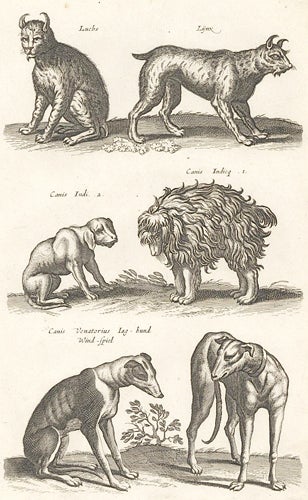 Item nr. 155711 Tab. LXXI. Luchs, Lynx; Canis Venatorius, Jaghund, Windspiel [hunting dog breeds]. Historia Naturalis, De Quadrupedibus. Johann Jonston.