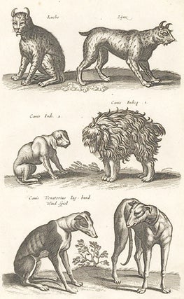 Tab. LXXI. Luchs, Lynx; Canis Venatorius, Jaghund, Windspiel [hunting dog breeds]. Historia Naturalis, De Quadrupedibus.