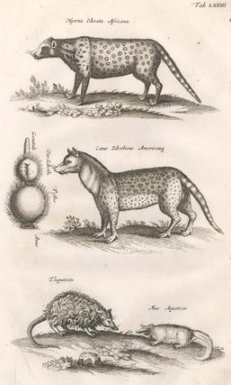 Item nr. 155713 Tab. LXXIII. Hyaena Odorata Africana [civet cat]; Catus Zibethicus Americanae...