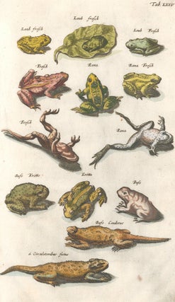 Item nr. 155747 Rana Frosch [Common Frog]; Bufo, Krotte [Toad]; Bufo Caudatus [toad or salamander...