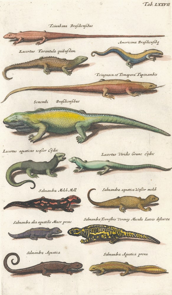 Item nr. 155748 Lacertus Tarantula quibusdam [lizard]; Senembi Brasiliensibus [iguana]; Salmandra Aquatica [salamander]. Historia Naturalis, De Quadrupedibus. Johann Jonston.