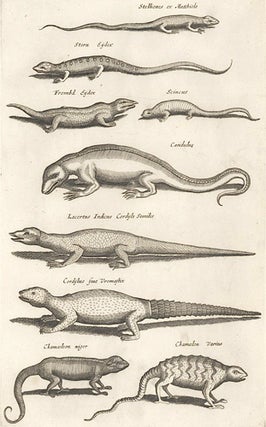 Item nr. 155750 Stern Eydex [lizard]; Scincus [Skink]; Chamelon Varius [chameleon]. Historia...
