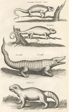 Item nr. 155751 Chamaeleon [Chameleon]; Crocodilus, Crocodyll [Crocodile]; Laudiuerba [extinct or...