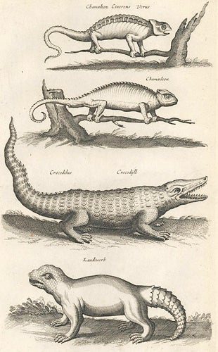 Item nr. 155751 Chamaeleon [Chameleon]; Crocodilus, Crocodyll [Crocodile]; Laudiuerba [extinct or mythical]. Historia Naturalis, De Quadrupedibus. Johann Jonston.