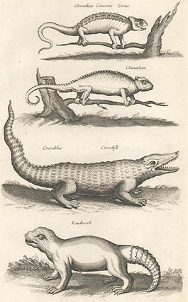 Chamaeleon [Chameleon]; Crocodilus, Crocodyll [Crocodile]; Laudiuerba [extinct or mythical]. Historia Naturalis, De Quadrupedibus.