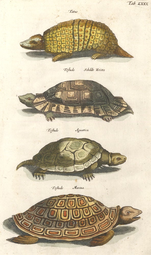 Item nr. 155752 Tatus; Testudo, Schildt Krotte [tortoise]; Testudo Aquatica and Testudo Marina [sea turtle species]. Historia Naturalis, De Quadrupedibus. Johann Jonston.