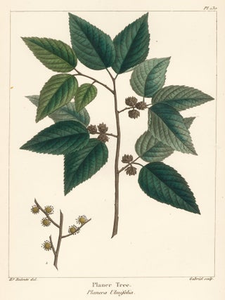 Item nr. 155772 Planer Tree. The North American Sylva. François André Michaux