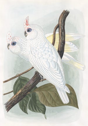 Item nr. 155919 Ducorpsius Sanguineus. [Blood-stained Cockatoos.]. John Gould, after