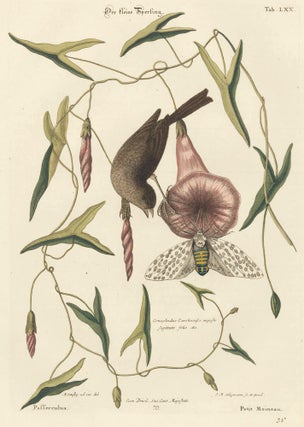Item nr. 155928 Petit Moineau. Sammlung verschneider auslandischer und seltener Vogel. Johann...