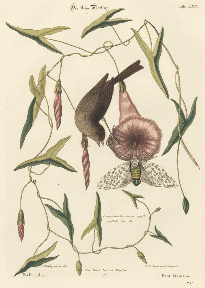 Item nr. 155928 Petit Moineau. Sammlung verschneider auslandischer und seltener Vogel. Johann Michael Seligmann.