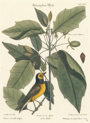 Item nr. 155930 Mesange au Capuchon noir. Sammlung verschneider auslandischer und seltener Vogel....
