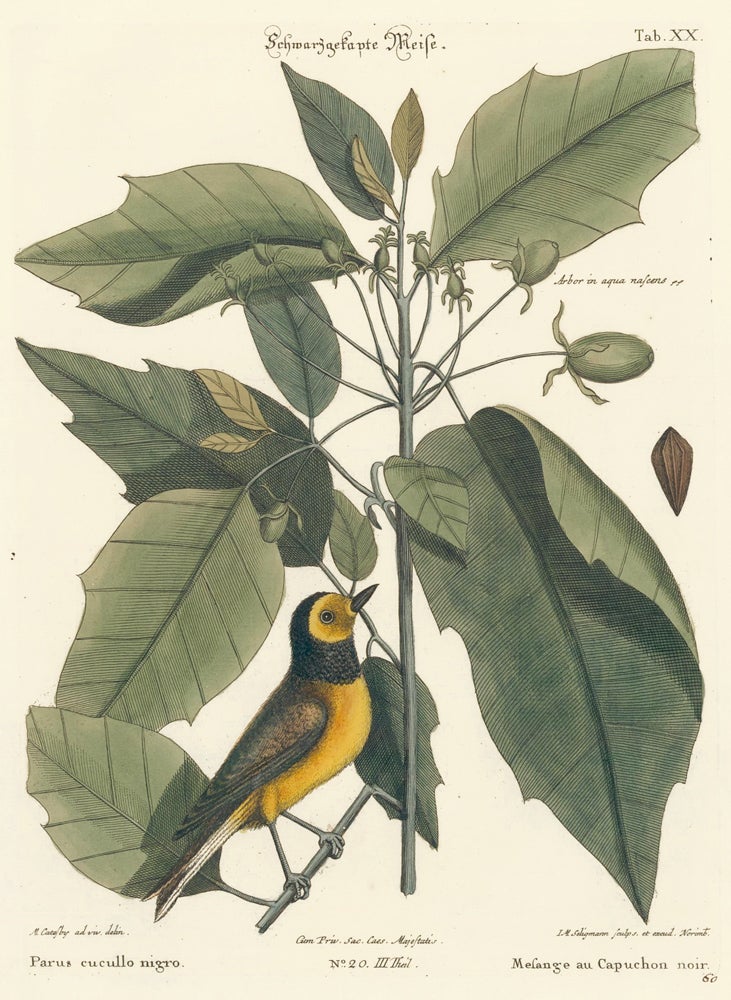 Item nr. 155930 Mesange au Capuchon noir. Sammlung verschneider auslandischer und seltener Vogel. Johann Michael Seligmann.