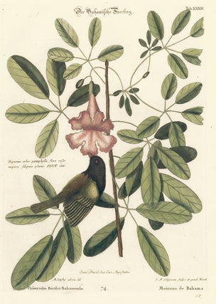 Item nr. 155931 Moineau de Bahama. Sammlung verschneider auslandischer und seltener Vogel. Johann...