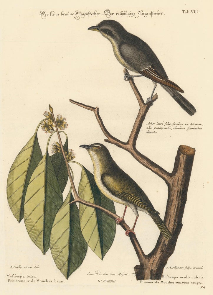 Item nr. 155933 Musicacapa oculis rubris and Preneur de Mouches aux yeux rouges. Sammlung verschneider auslandischer und seltener Vogel. Johann Michael Seligmann.