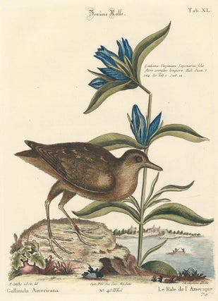 Item nr. 155934 Le Rale de l'Amerique. Sammlung verschneider auslandischer und seltener Vogel....