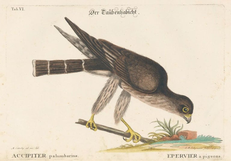 Item nr. 155935 Epervier a pigeons. Sammlung verschneider auslandischer und seltener Vogel. Johann Michael Seligmann.