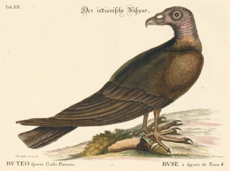 Item nr. 155938 Buse a figure de Paon. Sammlung verschneider auslandischer und seltener Vogel. Johann Michael Seligmann.