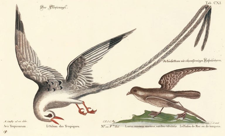 Item nr. 155940 Larus minimus marinus, naribus tubulatis. Sammlung verschneider auslandischer und seltener Vogel. Johann Michael Seligmann.