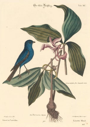 Item nr. 155943 Linotte bleue. Sammlung verschneider auslandischer und seltener Vogel. Johann...