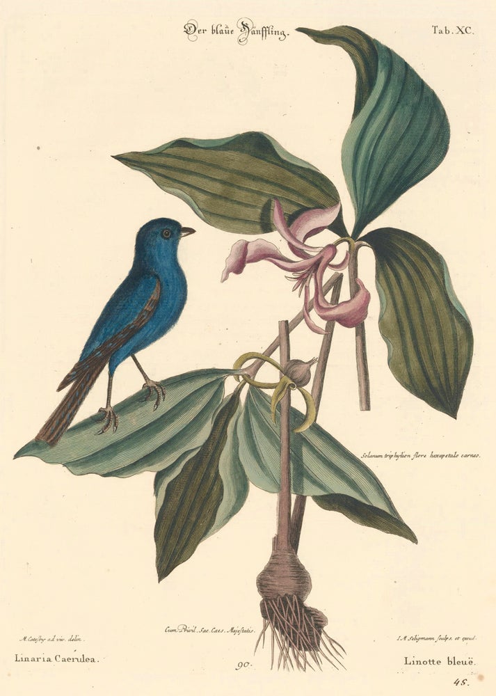 Item nr. 155943 Linotte bleue. Sammlung verschneider auslandischer und seltener Vogel. Johann Michael Seligmann.