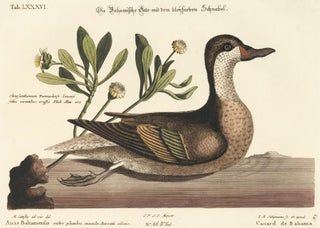 Item nr. 155944 Canard de Bahama. Sammlung verschneider auslandischer und seltener Vogel. Johann...