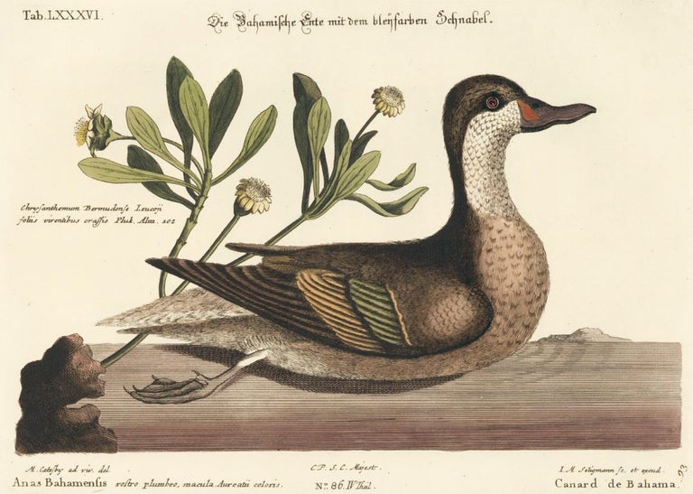 Item nr. 155944 Canard de Bahama. Sammlung verschneider auslandischer und seltener Vogel. Johann Michael Seligmann.