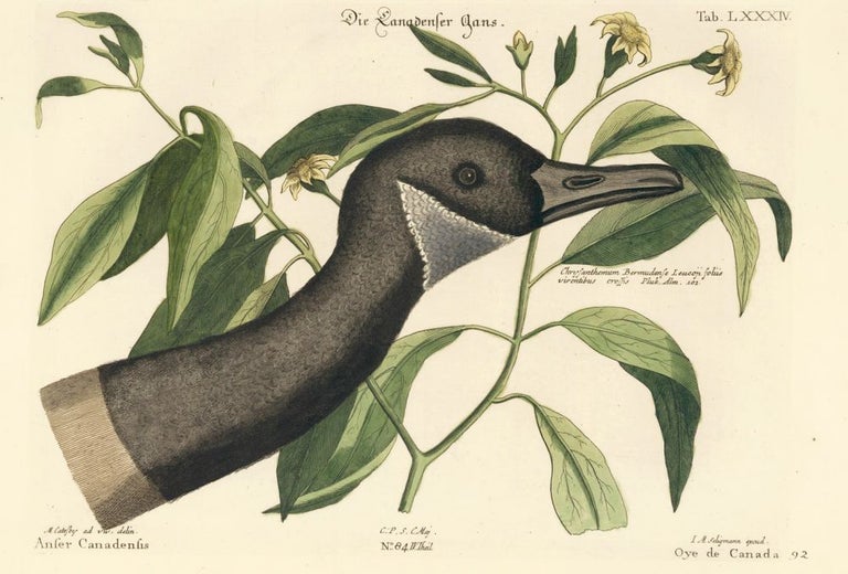 Item nr. 155989 Oye de Canada. Sammlung verschneider auslandischer und seltener Vogel. Johann Michael Seligmann.