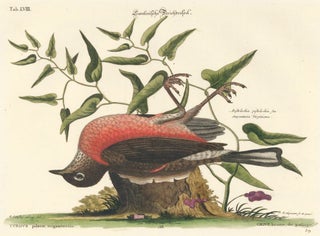 Item nr. 155990 Grive brune de passage. Sammlung verschneider auslandischer und seltener Vogel....