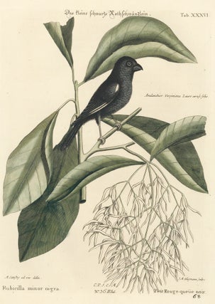 Item nr. 155991 Petit Rouge-queue noir. Sammlung verschneider auslandischer und seltener Vogel....
