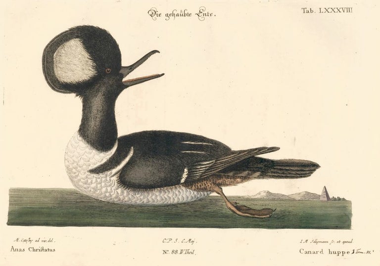 Item nr. 155993 Canard huppe. Sammlung verschneider auslandischer und seltener Vogel. Johann Michael Seligmann.