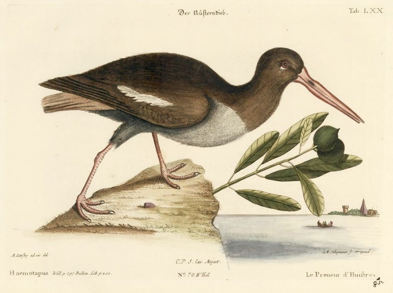 Item nr. 155994 Le Preneur d'Huistres. Sammlung verschneider auslandischer und seltener Vogel. Johann Michael Seligmann.