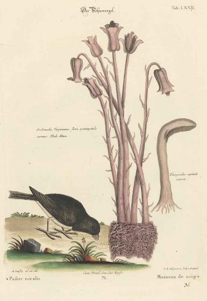 Item nr. 155995 Moineau de neige. Sammlung verschneider auslandischer und seltener Vogel. Johann Michael Seligmann.