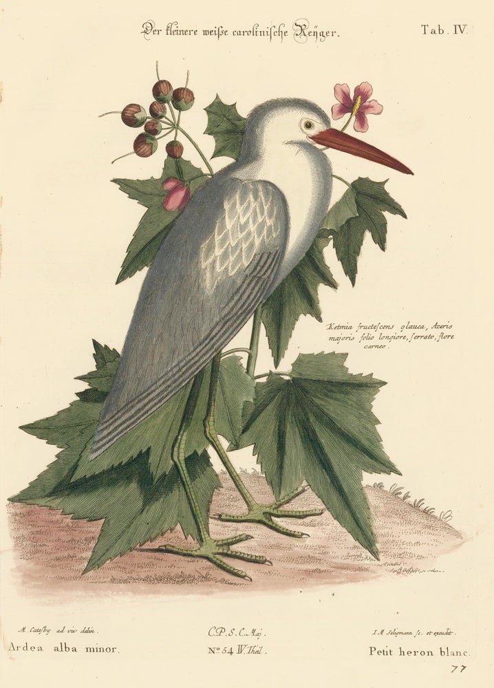 Item nr. 155996 Petit heron blanc. Sammlung verschneider auslandischer und seltener Vogel. Johann Michael Seligmann.