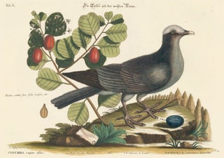 Item nr. 155999 Pigeon a la couronne blanche. Sammlung verschneider auslandischer und seltener...