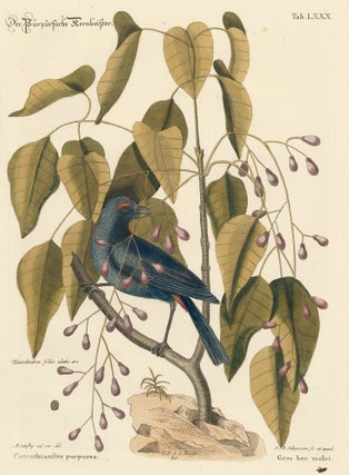 Item nr. 156000 Gros bec violet. Sammlung verschneider auslandischer und seltener Vogel. Johann...