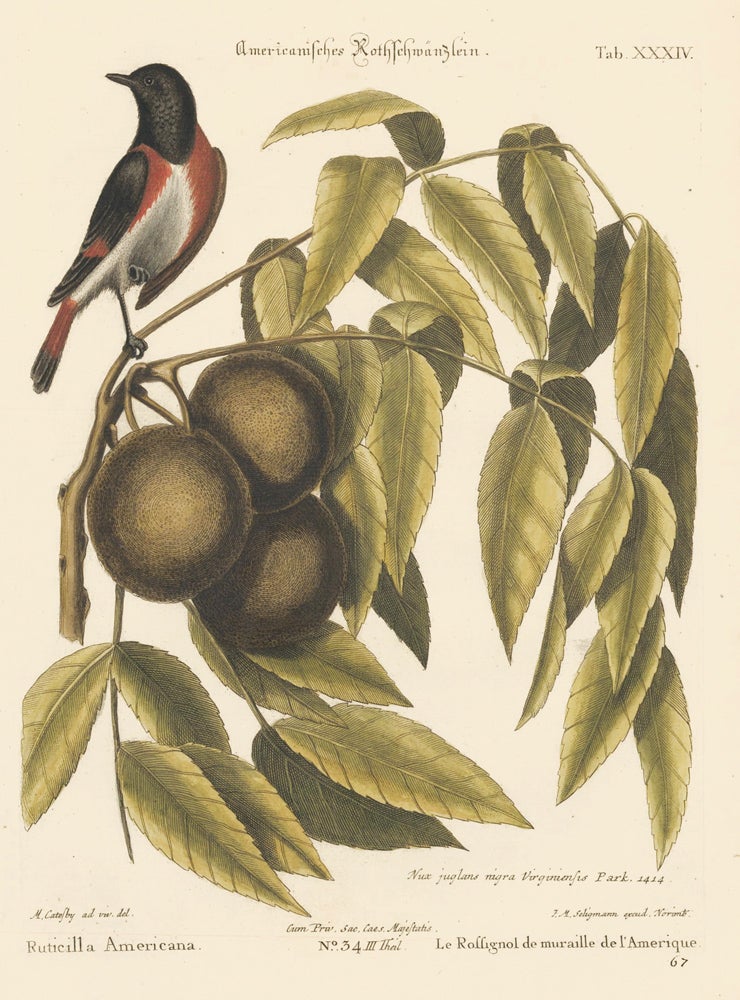 Item nr. 156001 Le Rossignol de muraille de l'Amerique. Sammlung verschneider auslandischer und seltener Vogel. Johann Michael Seligmann.