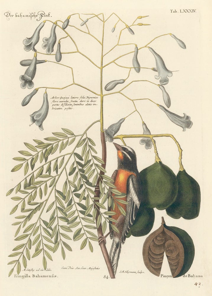 Item nr. 156002 Pincon de Bahama. Sammlung verschneider auslandischer und seltener Vogel. Johann Michael Seligmann.