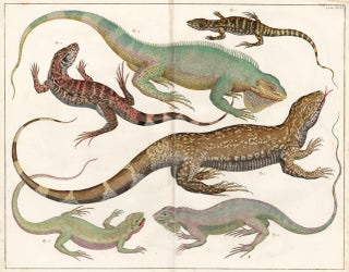 Bengal monitor and other Iguana. Locupletissimi rerum naturalium thesauri accurata descriptio, et iconibus artificiossimis expressio, per universam physices historiam.