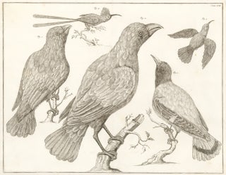 Item nr. 156019 Aztec [Mexican] hummingbird, roller birds, and eagle. Locupletissimi rerum...
