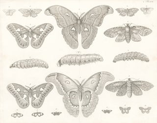 Item nr. 156020 Butterflies, moths, and caterpillars. Locupletissimi rerum naturalium thesauri...